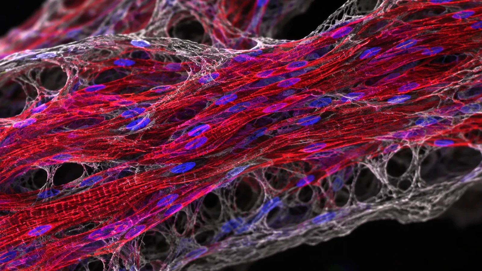 Microscopy-style image of aligned cardiac fibers within matrix